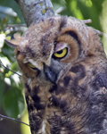 Great Horned Owl 1625